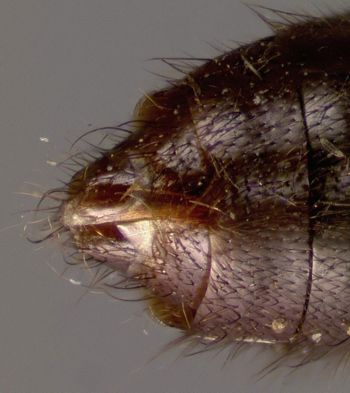 Media type: image;   Entomology 27479 Aspect: abdomen dorsal view